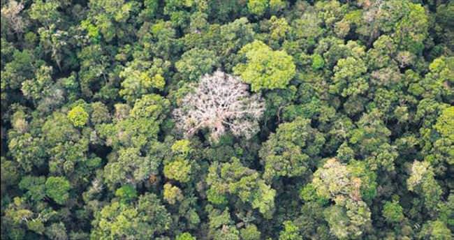 Amazon’daki ağaçları kataloglamak için üç asır gerek