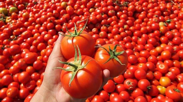 Temmuzda en fazla domatesin fiyatı arttı