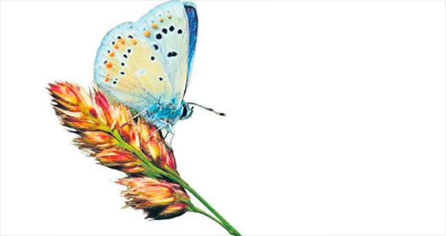 50 sanatçı Uludağ’da Apollo Kelebeği’nin peşine düştü