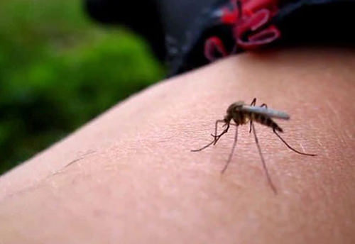 Zika virüsü belirtileri neler?