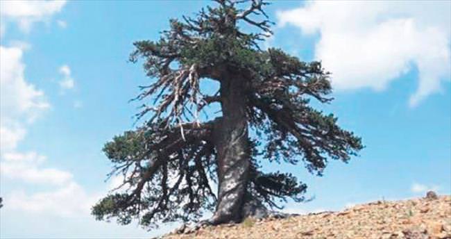 Avrupa’nın en eski ağacı 1075 yaşında