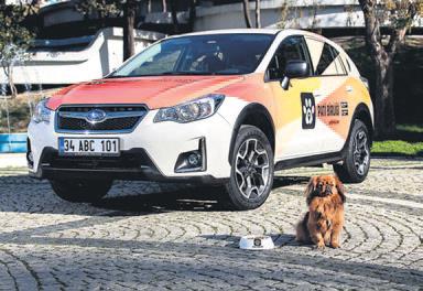 Subaru dan sokak köpekleri için proje
