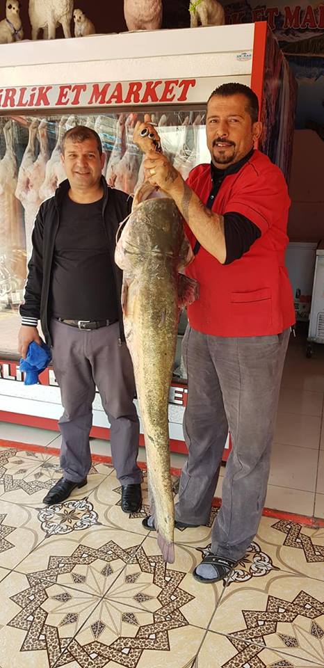 Kartalkaya Baraj gölünde avlanan kasap oltayla 45 kiloluk yayın balığı Kartalkaya Baraj gölünde avlanan kasap oltayla 45 kiloluk yayın balığı