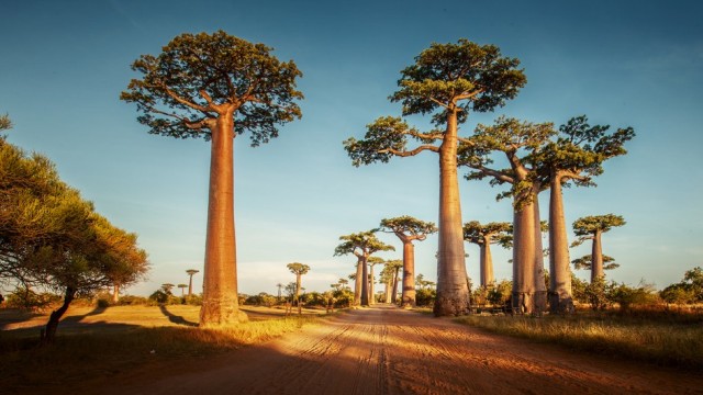 Tarihi Baobab ağaçları bilim dünyasını şaşırttı