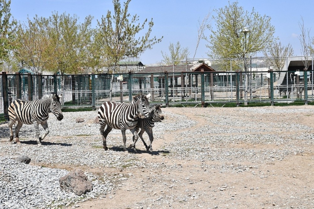 kayseri hayvanat bahcesi nde yeni zebra dunyaya geldi kayseri haberleri