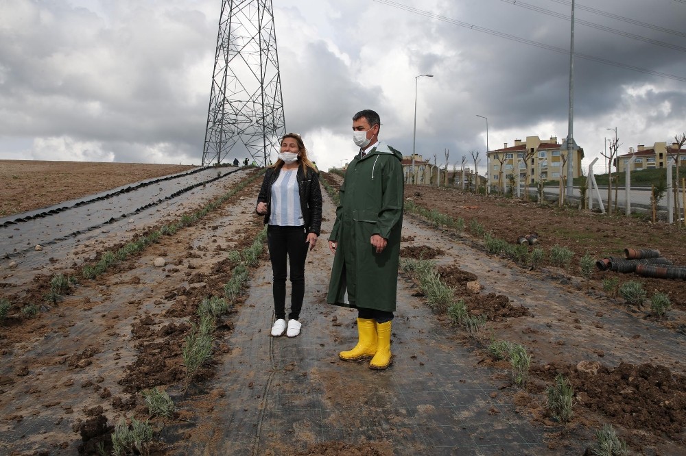 Golbasi Ni Lavanta Kokulari Saracak Ankara Haberleri