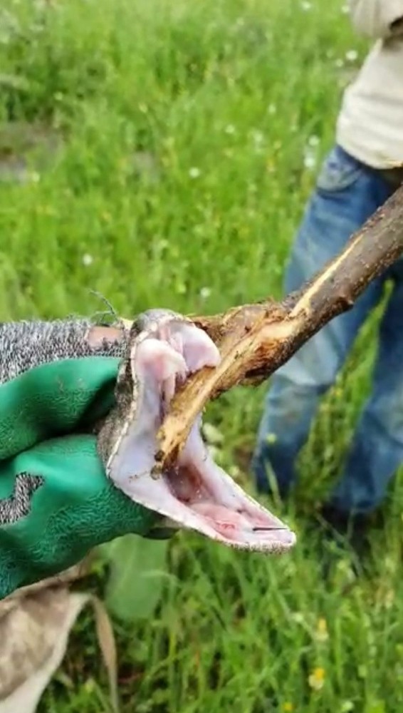 Türkiye’nin zehri en ölümcül yılanı Derecik’te görüldü