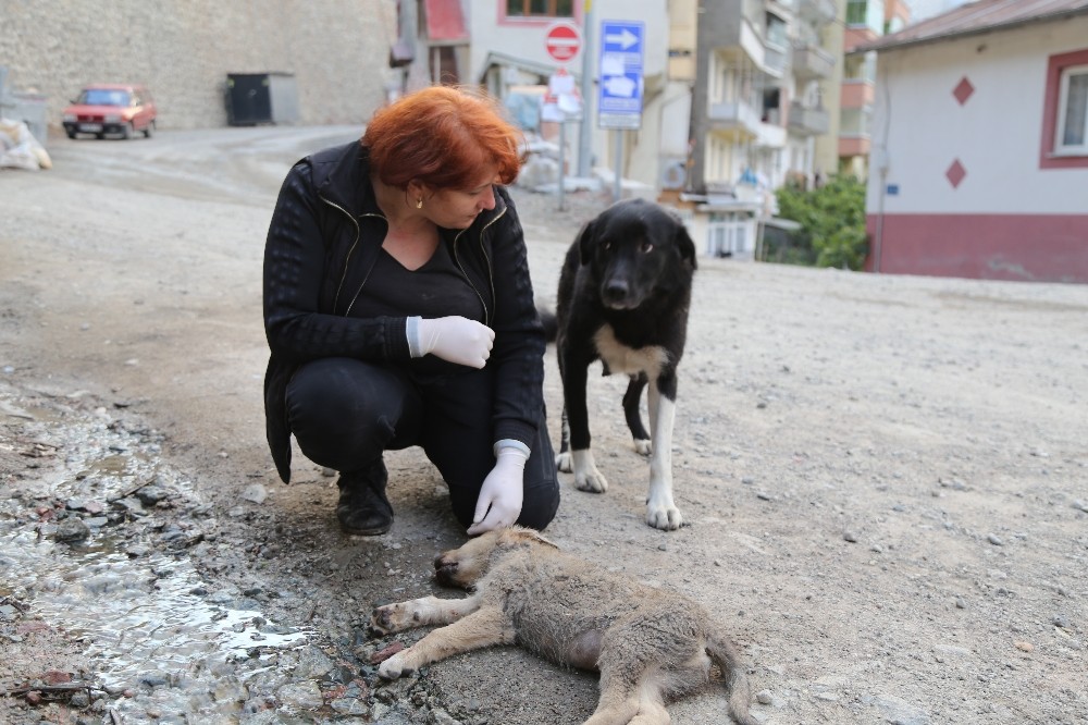 Anne köpek ölen yavrusunun başından saatlerce ayılmadı Artvin Haberleri