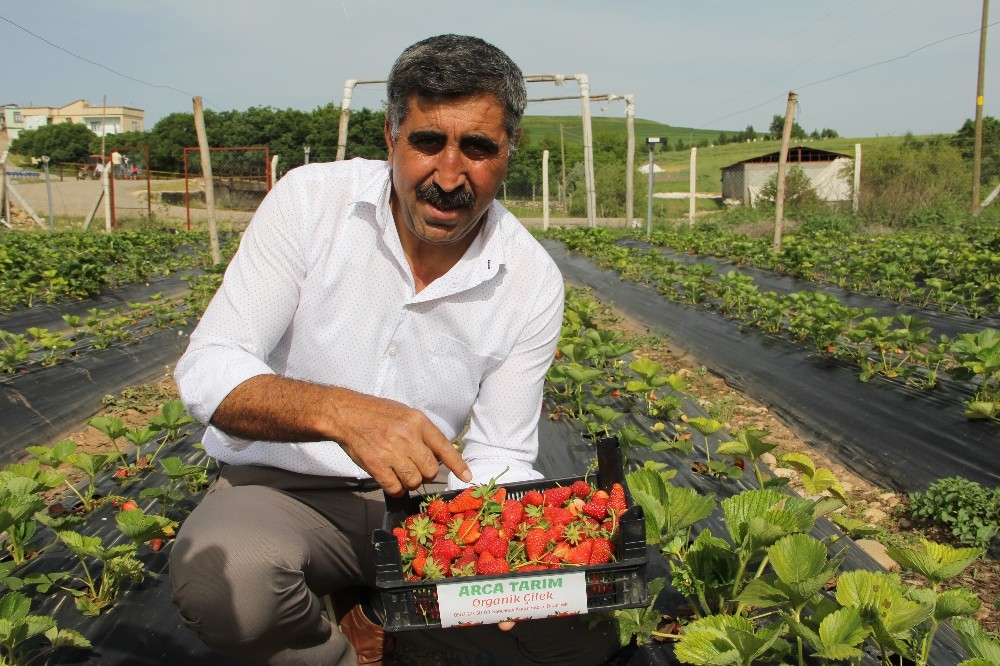 Terör bitti, Diyarbakır’da çiftçiler tarlaya indi