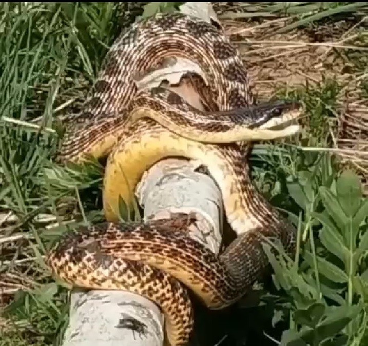 Bingöl’de görülen devasa yılan korkuttu