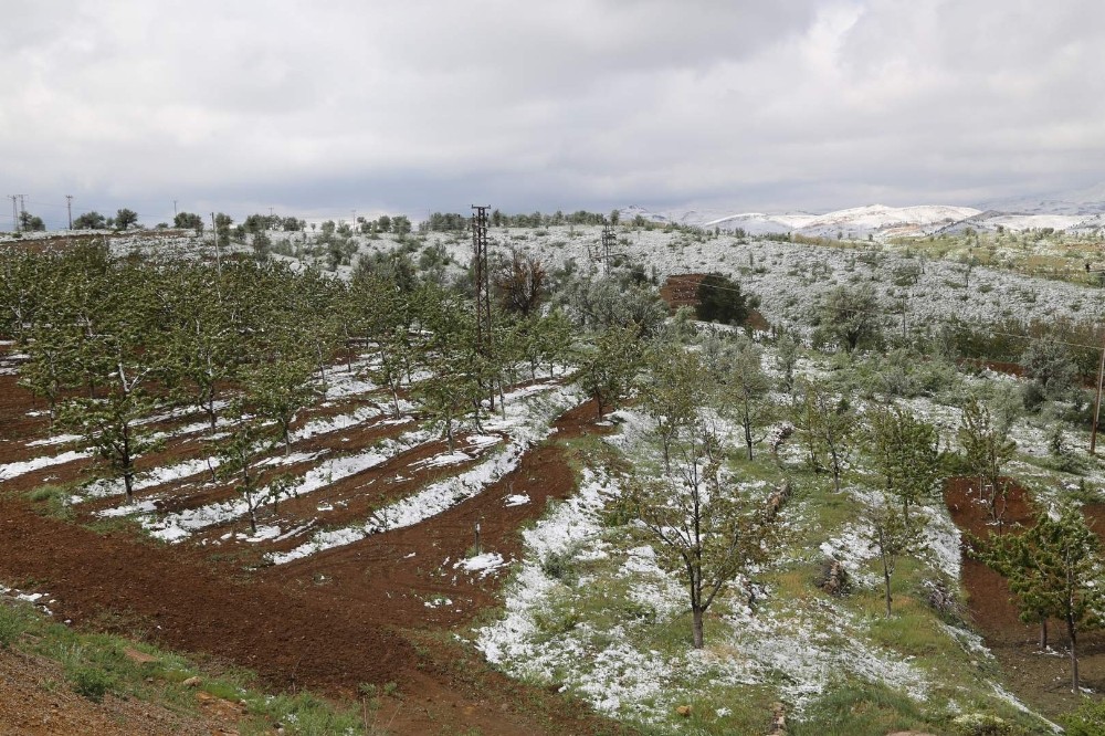 Konya’da kiraz bahçelerini kar vurdu