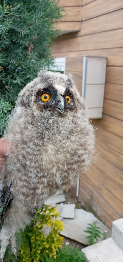 Vatandaşlar tarafından bulunan yavru baykuş koruma altına alındı