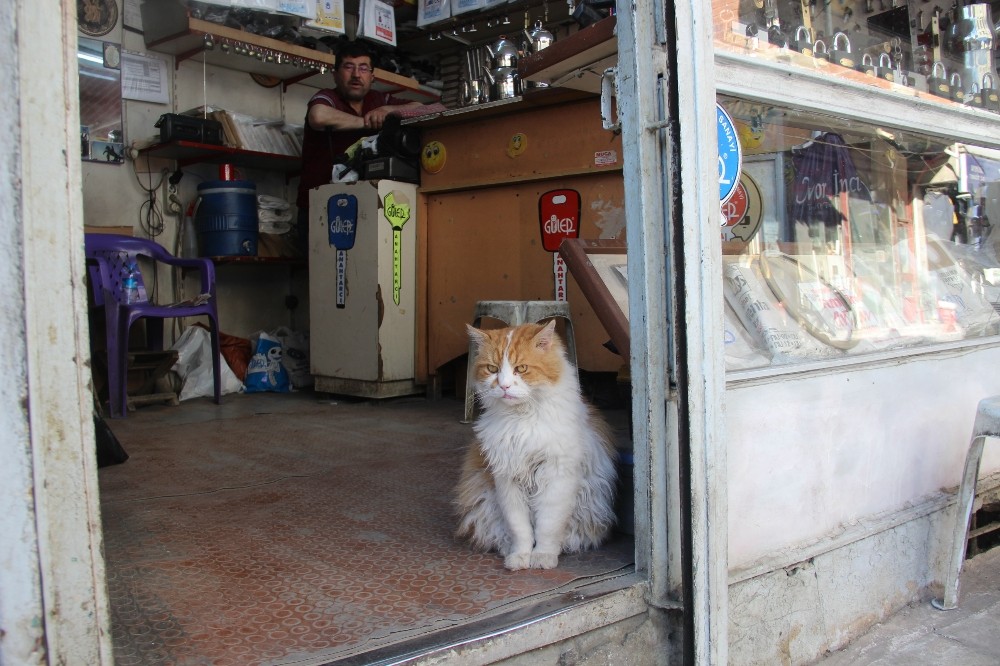 Depresyona Giren Kedi 9 Kiloya Ulasti Gunduzleri De 8 Saat Uyumaya Basladi Elazig Haberleri