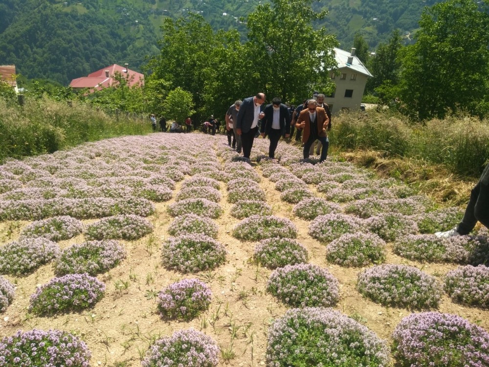 rize nin ikizdere ilcesinde dag kekigi