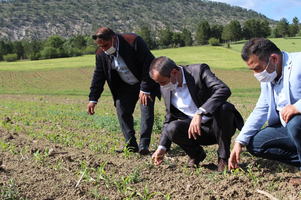 Ayvalik Ovacik Taki Tarlalarda Incelemelerde Bulundu Sabah Haber Ofisi