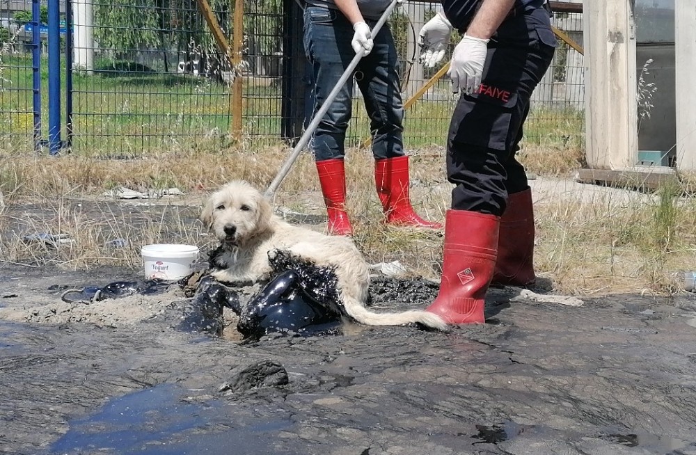 Boş araziye dökülen zifte saplanan köpeği itfaiye kurtardı