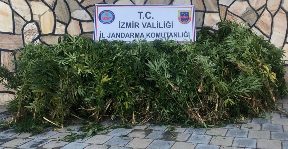 İzmir’de uyuşturucu operasyonu: 203 kök Hint keneviri ele geçirildi