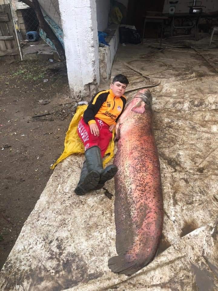 2 buçuk metre boyundaki 110 kiloluk balık görenleri hayrete düşürdü