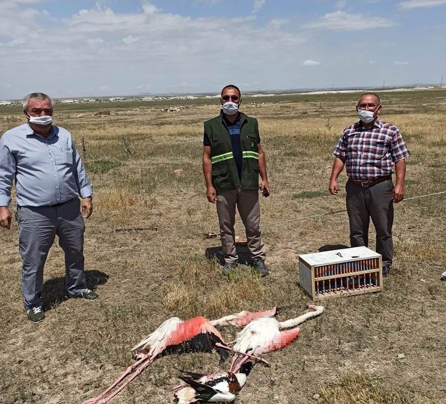 Konya’da suna kuşu ve flamingo katliamına: 13 bin 237 lira ceza