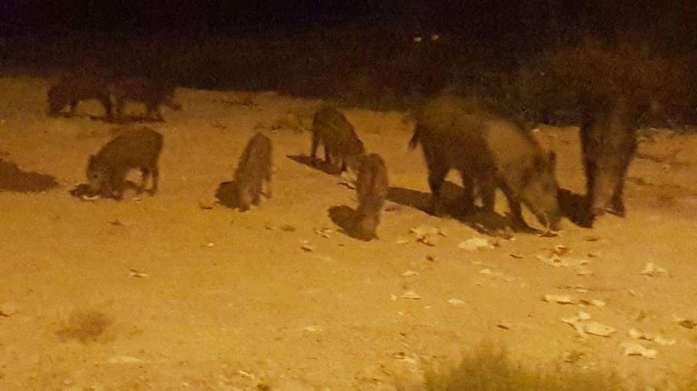 Kuşadası’nda şehir merkezine inen domuzlar yiyecek aradı