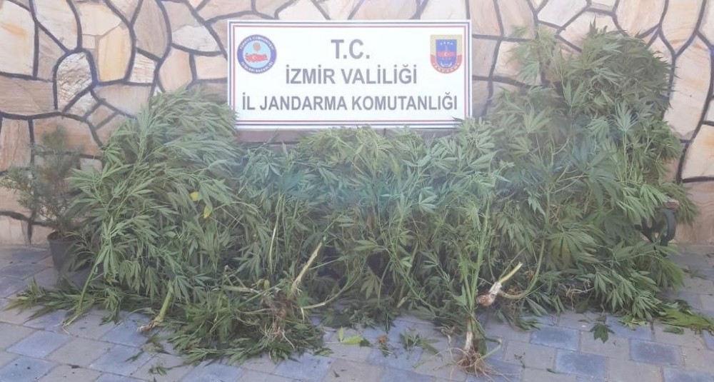 İzmir’de 108 kök kenevir bitkisi ele geçirildi
