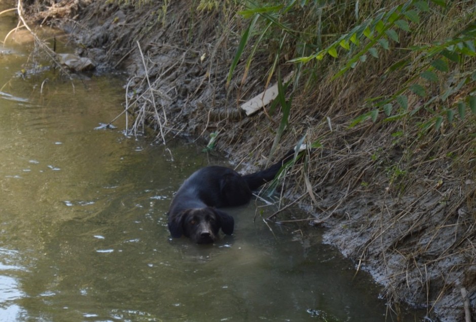 Sıcaktan bunalan sokak köpeği kendini sulama kanalına attı