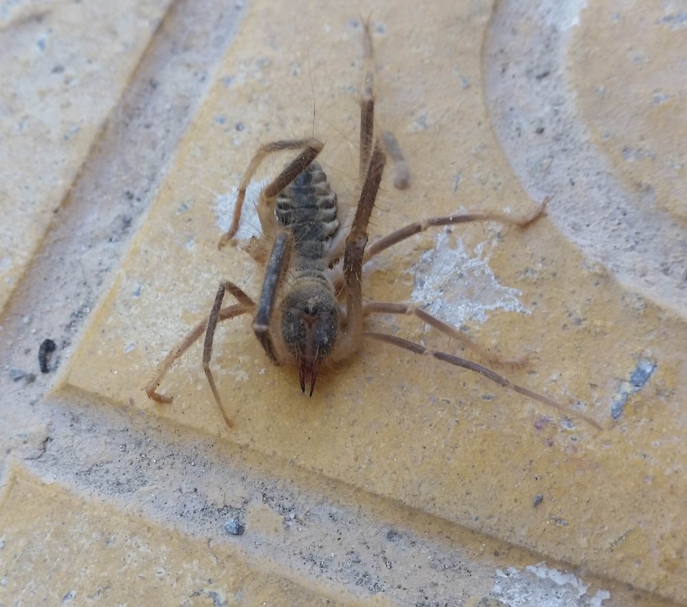 Konya’da etobur örümcek Sarıkız bulundu