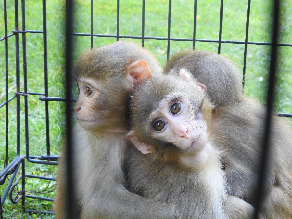 Özel Down sendromlu yavru maymuna kardeşleri bakıyor