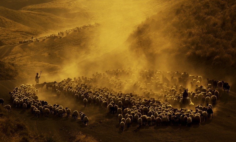 Özel Sürülerin tozlu yolculuğuna fotoğrafçı ilgisi