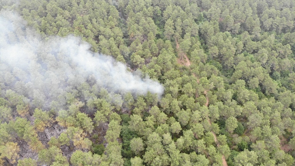 İstanbul’da 15 dekar orman yandı