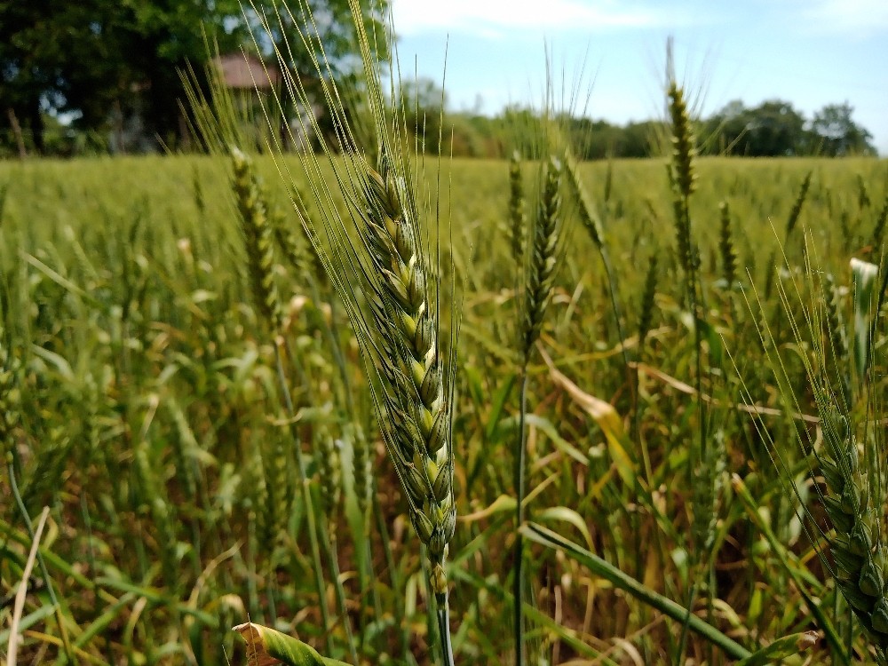 Yerli buğday “kirve” tarla günü ile tanıtılacak