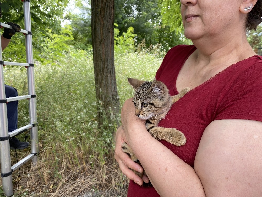 Ağaçta mahsur kalan yavru kedi için itfaiye seferber oldu Düzce Haberleri