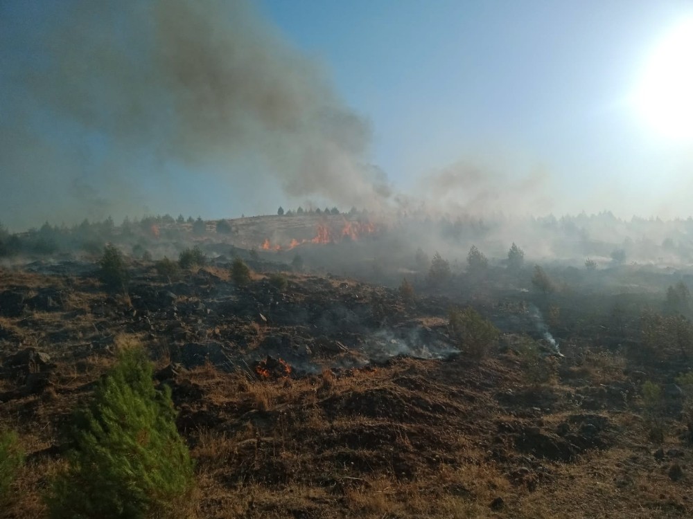 Gaziantep’te orman yangınında 2 hektarlık alan zarar gördü