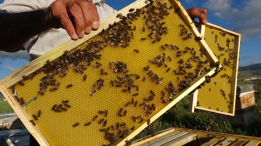 Ardahan’da arılar kayıp; arıcılar endişeli