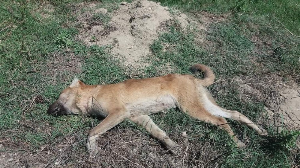 Tarsus’ta 4 köpeği zehirlediler Mersin Haberleri