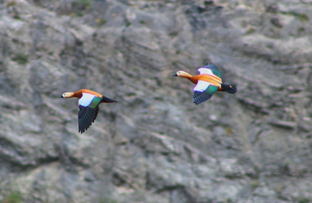 Eşlerine sadakati ile bilinen Angut kuşları Erzurum’da görüntülendi