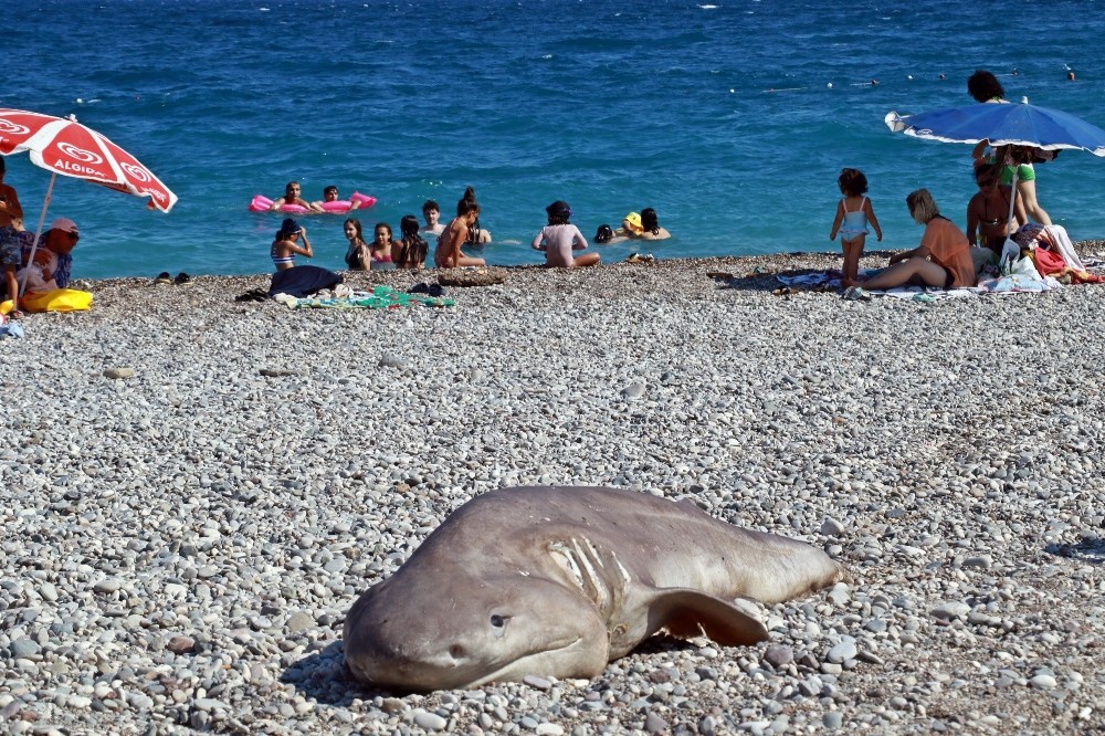 Olta ile avlanan ölü köpek balığı sahile vurdu - Antalya Haberleri
