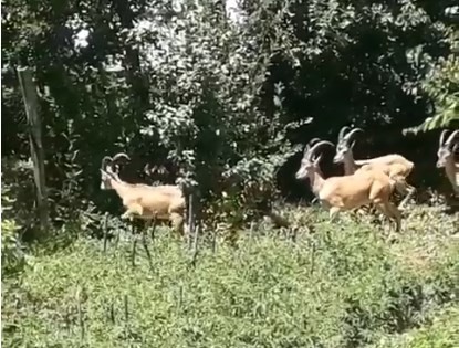 Bingöl’de dağ keçileri görüntülendi
