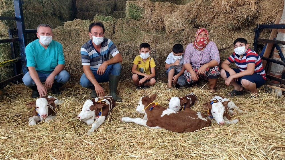 Yetuk, buzuq eshaklar dengizi