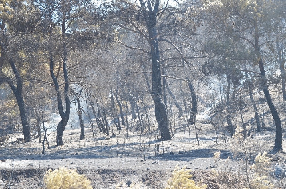 Manisa’daki orman yangını tamamen kontrol altına alındı