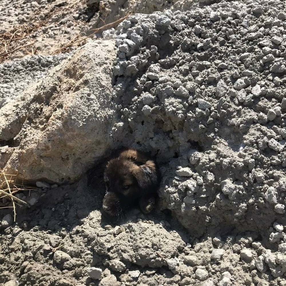 beton altinda sikisan yavru kopege