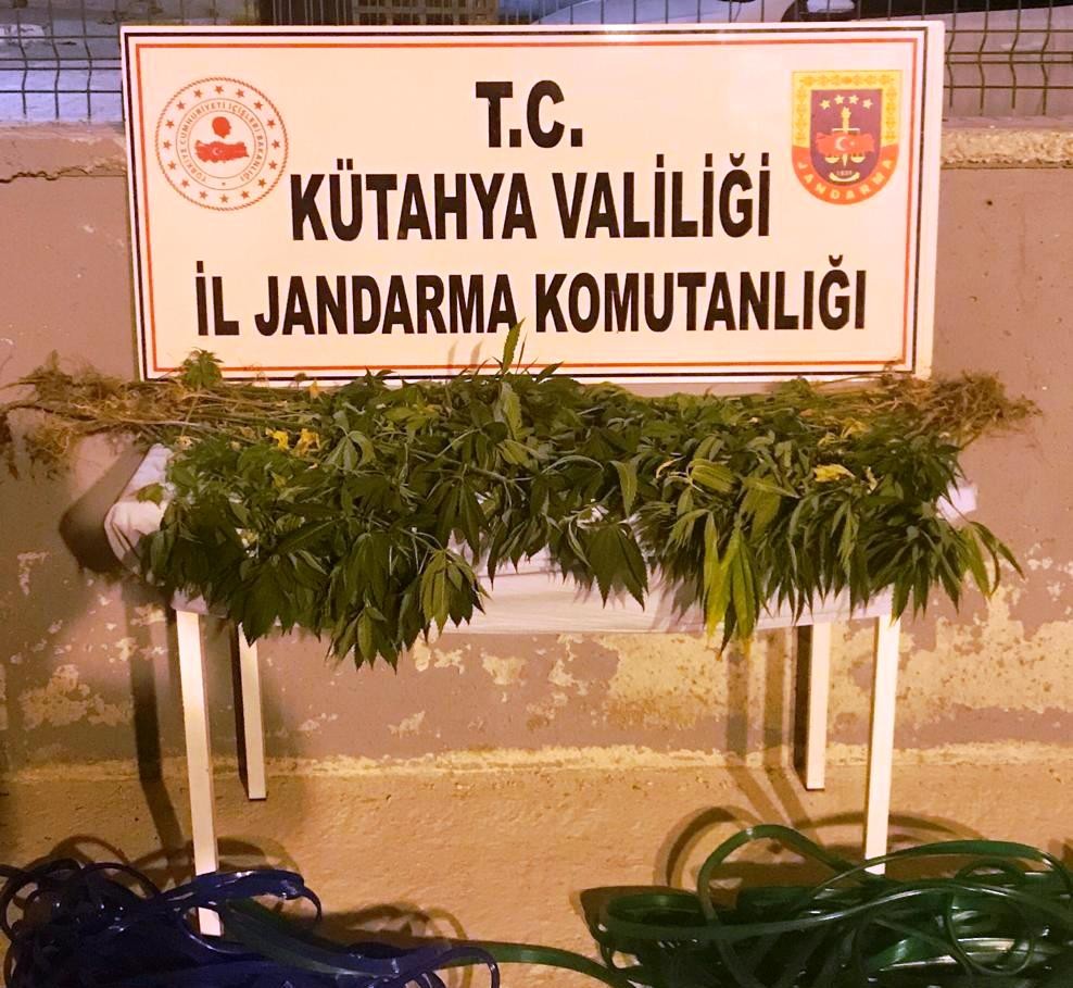 Kutahya Da 3 Kisi Kenevir Bitkisi Sularken Sucustu Yakalandi Kutahya Haberleri