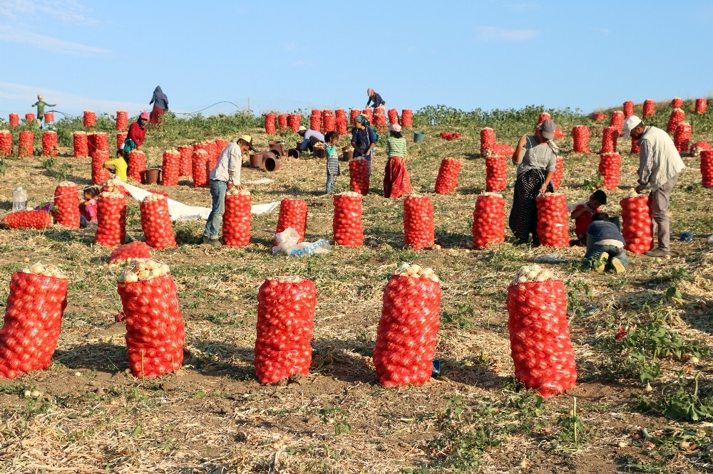 Tarlada soğan 60 kuruş, patates 1 lira