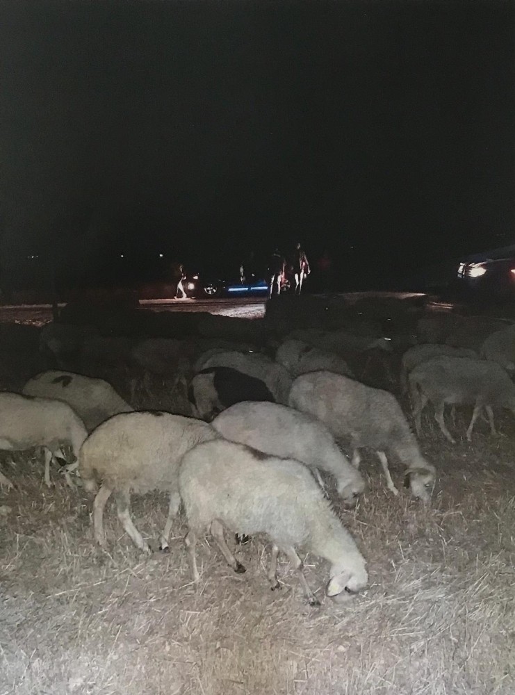 Kaybolan 40 koyunu jandarma buldu