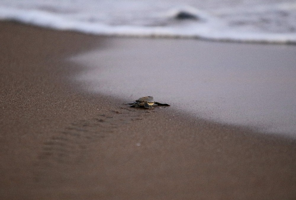 Yavru kaplumbağalar Akyatan Sahili’nde denizle buluştu