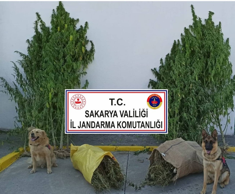 Jandarma fındık bahçesinde 10 kilo 500 gram esrar ele geçirdi