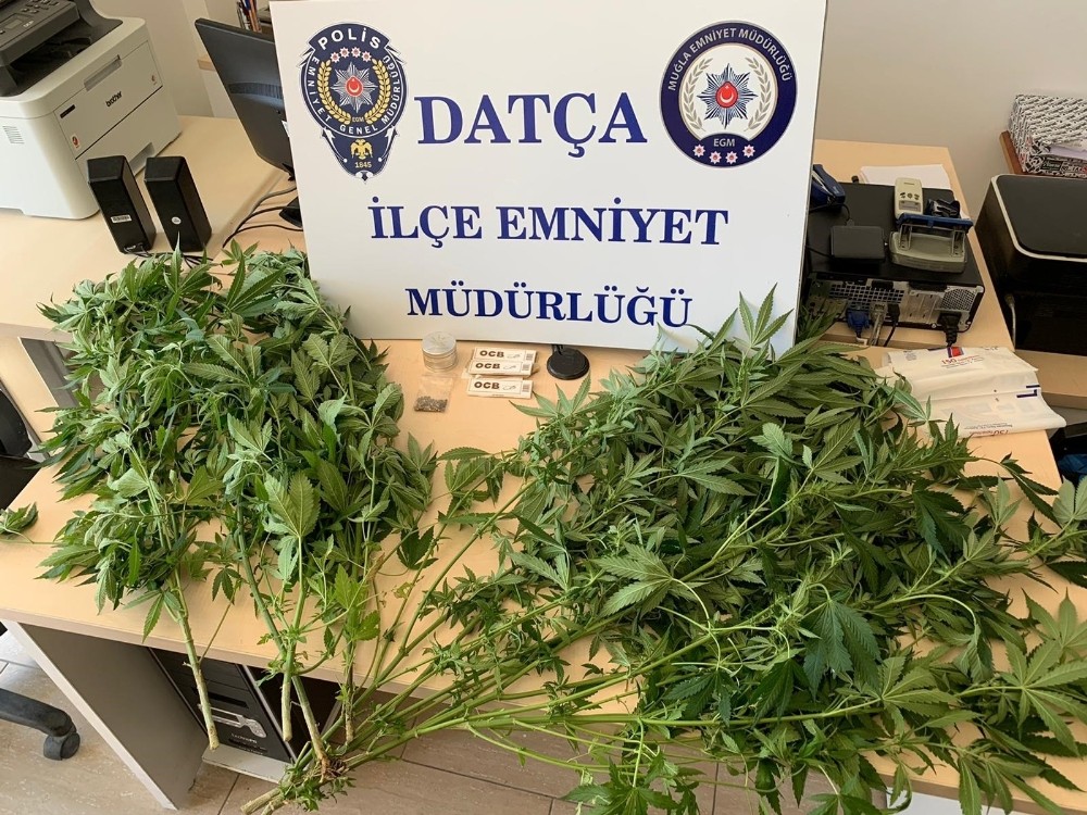Datça’da 8 kök hint keneviri ele geçirildi
