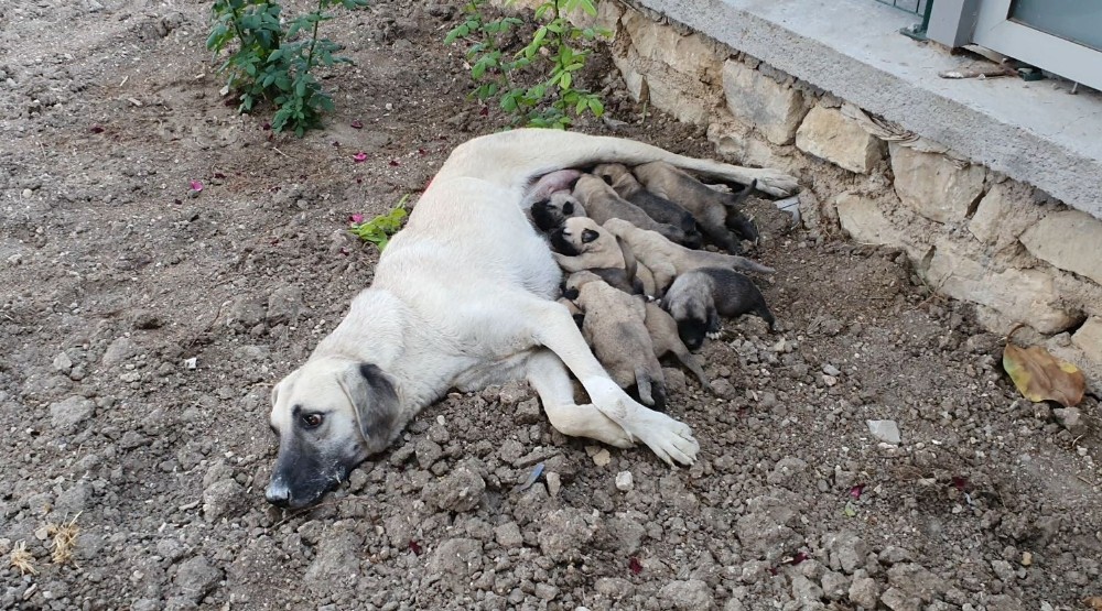Ölüme terk edilen 10 yavru köpek, 3 gün sonra annelerine kavuştu