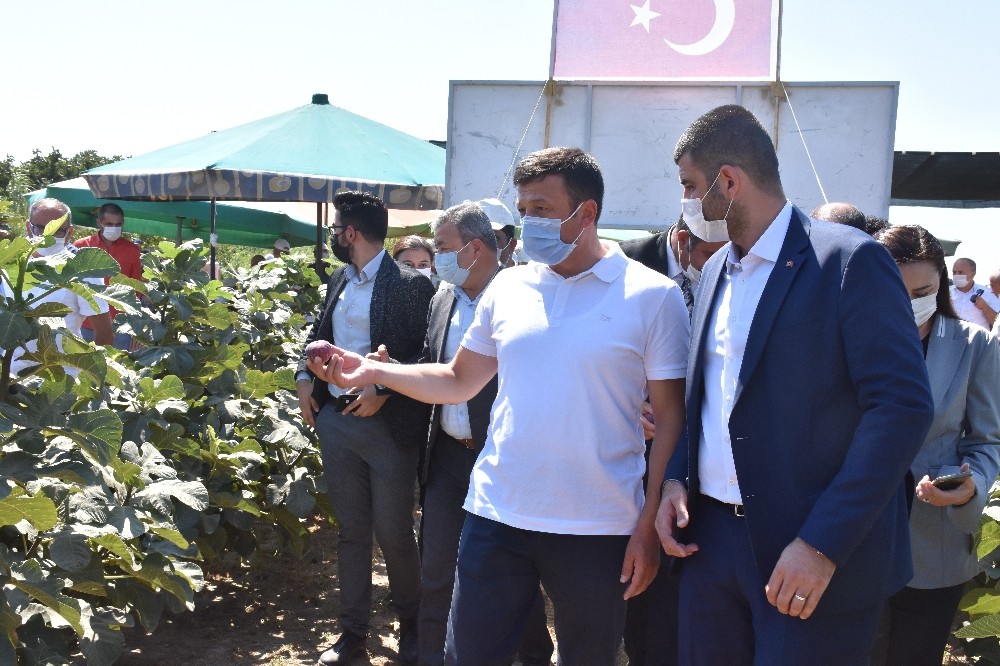 İzmirli çiftçi, Türkiye’de ilk kez Sık Dikim ve Telli Terbiye ile incir yetiştirdi