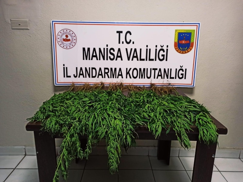 Manisa Da Kenevir Operasyonu Manisa Haberleri